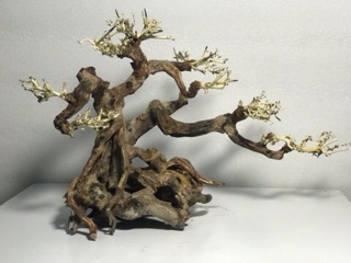 Bonsai cổ thụ cho bể cá thuỷ sinh D38xC28