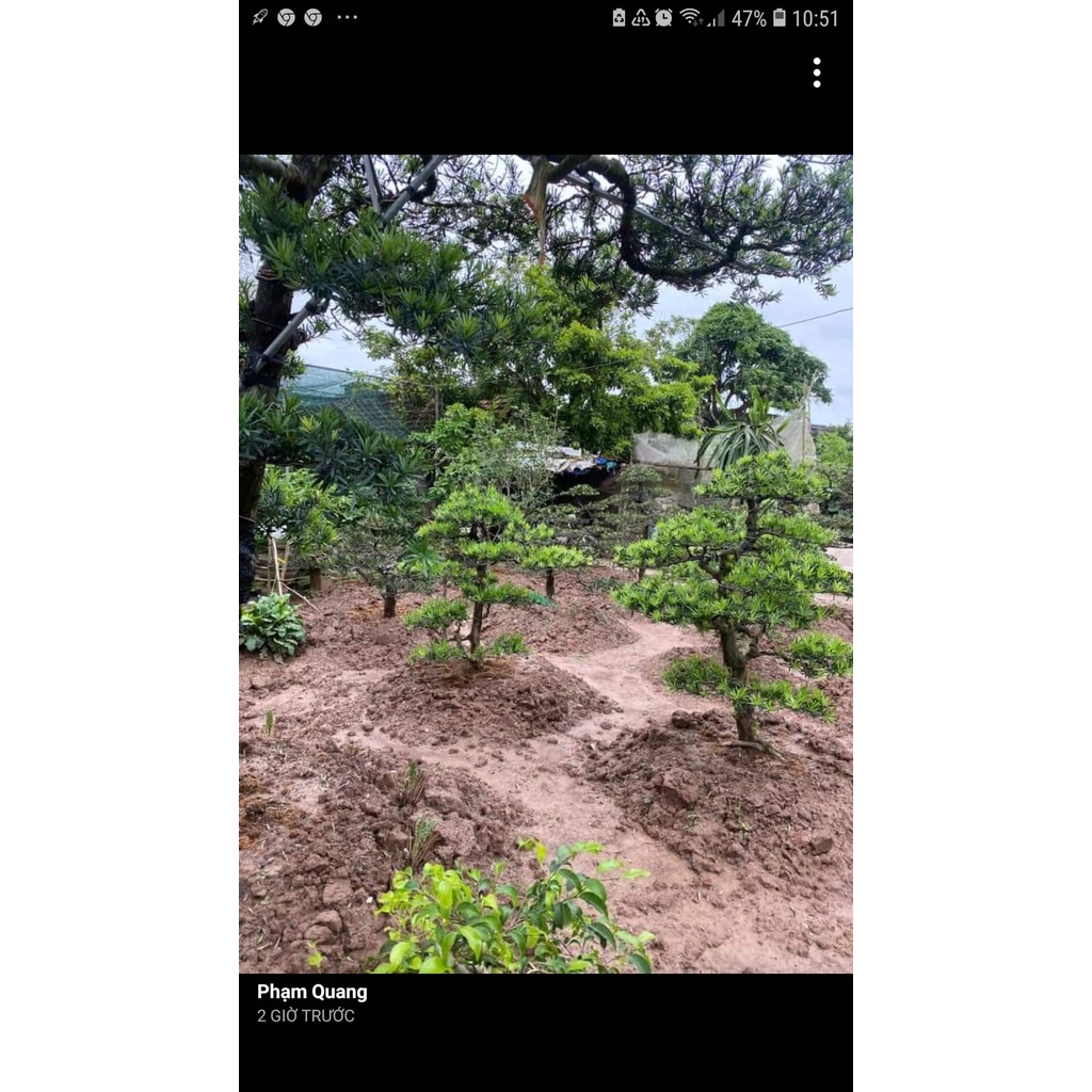 COM BO 5 CÂY TÙNG LA HÁN (vạn niên tùng)# 25k