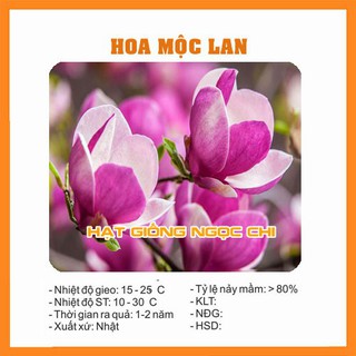 Hạt Giống Hoa Mộc Lan (Hạt Giống Ngọc Chi)  - 5 Hạt