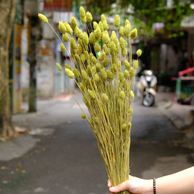 [HÀNG MỚI VỀ] Hoa khô Phalaris Hà Lan màu đẹp tự nhiên bó hơn 100 bông/100g