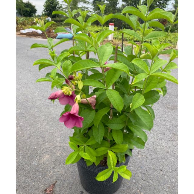 Cây 🌲 Quỳnh Anh tím đang hoa