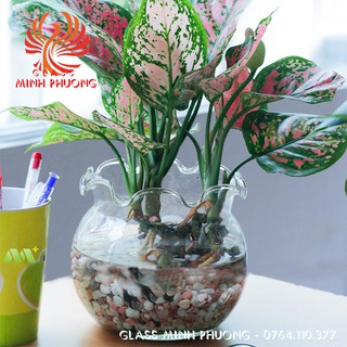 BÌNH THỦY TINH NUÔI CÁ ĐỂ BÀN,CHẬU CÁ THỦY TINH MINI,BÌNH THỦY TINH TRỒNG CÂY THỦY SINH