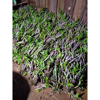 5 khóm hoa lan báo hỷ đẹp
