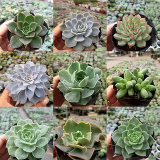 Sen đá được lựa chọn hơn 100 loại