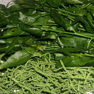 Cây giống rau sắng giống chuẩn