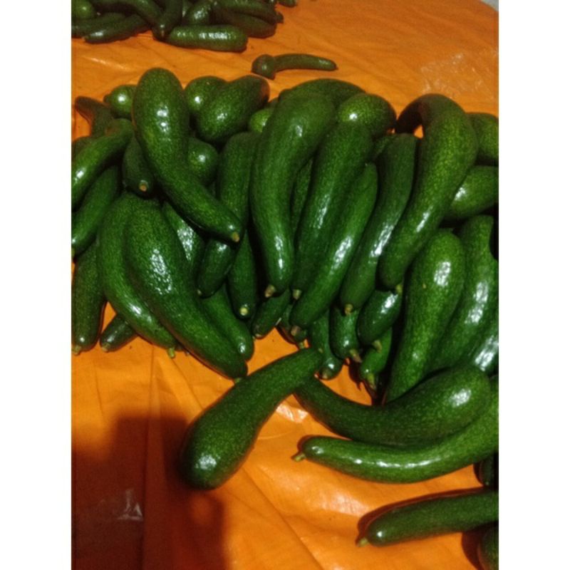 Bơ 034, bơ sáp dẻo vàng, bơ sạch đặc sản Lâm Đồng | BigBuy360 - bigbuy360.vn