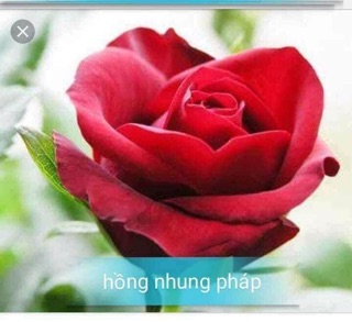 Cây giống hoa hồng