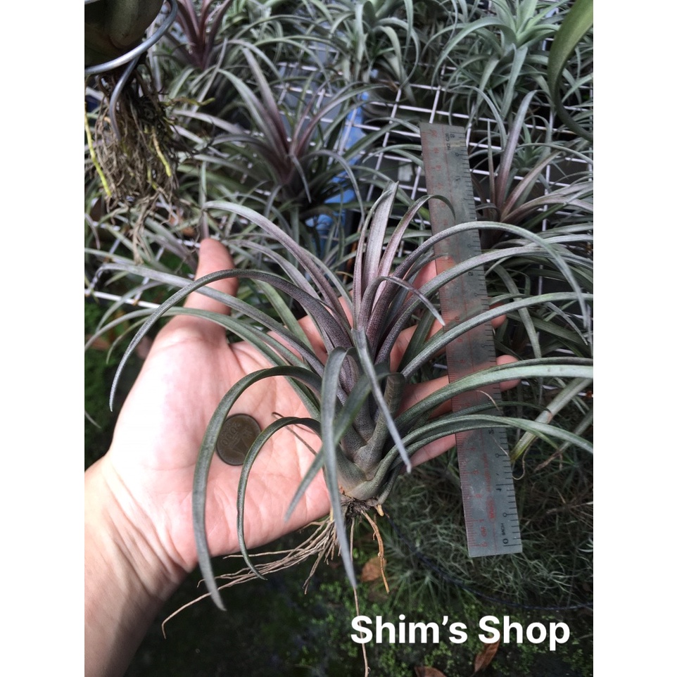 Cây Không Khí Capitata domingensis