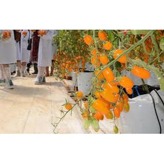 30 hạt giống quả cà chua nova