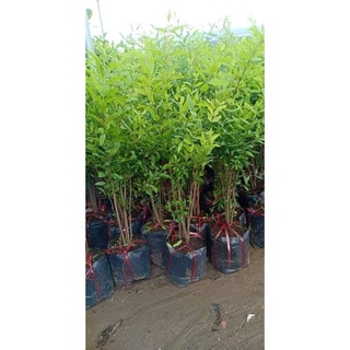 Cây Lựu Đỏ Ấn Độ ( Ra trái sớm 18 tháng cho trái).
