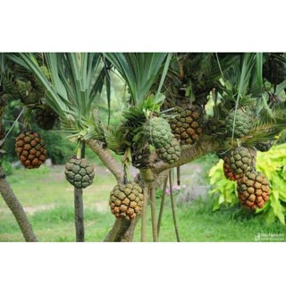 cây dứa dại