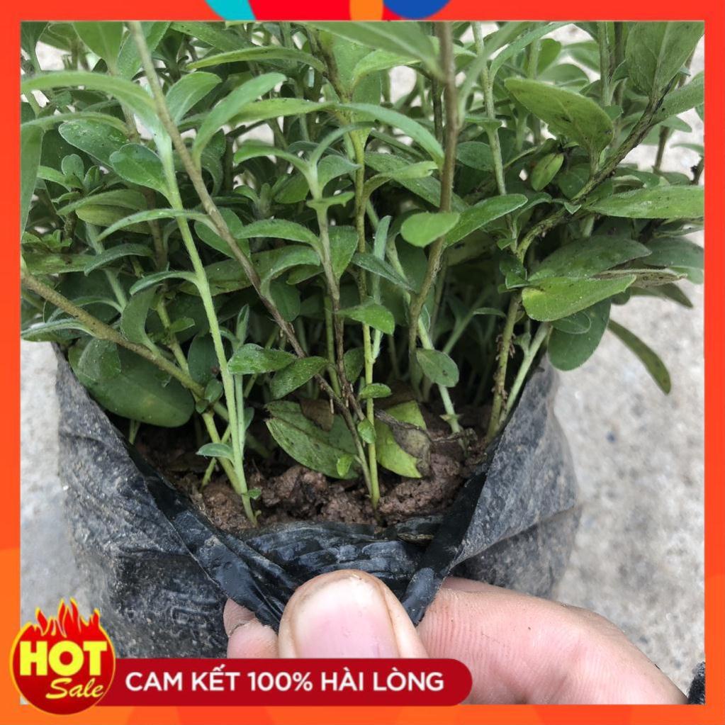 Cây hoa thanh tú, nhánh sum suê hoa nở rộ dễ chăm sóc. 17