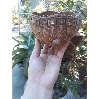 Chậu Gáo Dừa Kiểu
