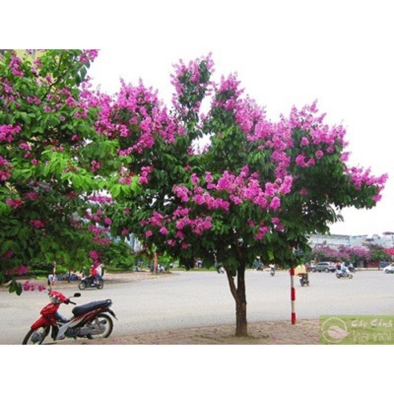 Cây bằng lăng tím