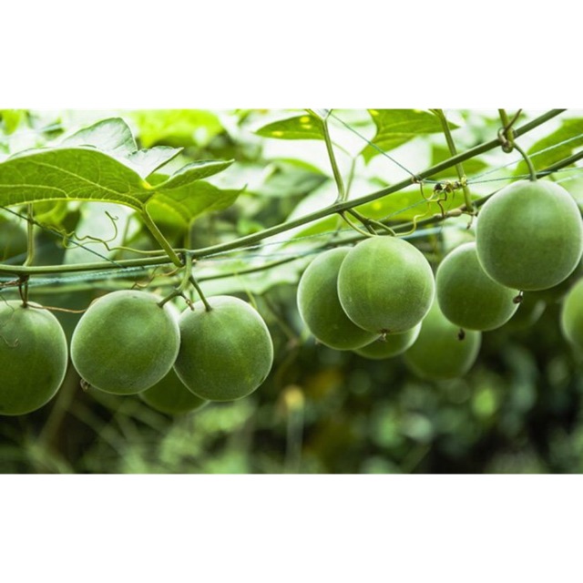 Hạt giống La Hán Quả