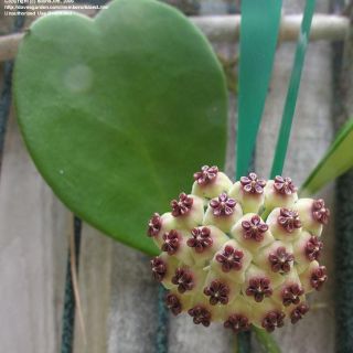Cẩm cù trái tim