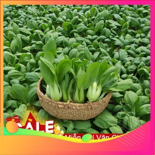 Hạt Giống Cải Chít - 100 Hạt [ Tặng bộ dụng cụ làm vườn Mini 3 món ] VIETGAR