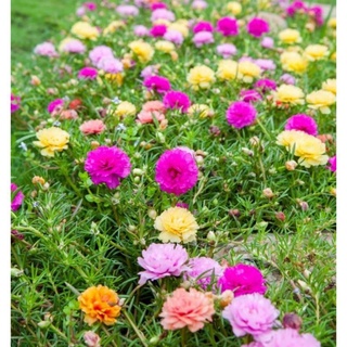 Hoa mười giờ chậu mix màu