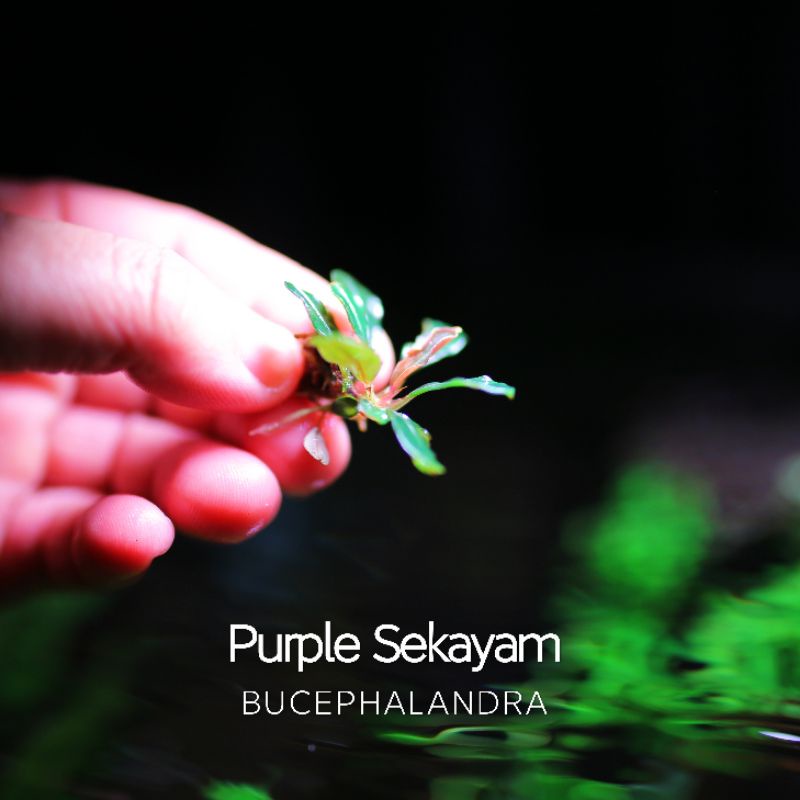 Purple Sekayam | Cây thủy sinh siêu tím | Hàng ngọn | lá cạn
