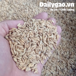 LÚA cho chim/gà - Ship hoả tốc HCM trong ngày