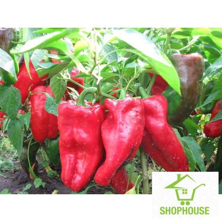 shophouse Gói 30 hạt giống ớt ngọt trái dài nhiều màu  SHOP HOUSE  TẾT KHUYẾN MẠI
