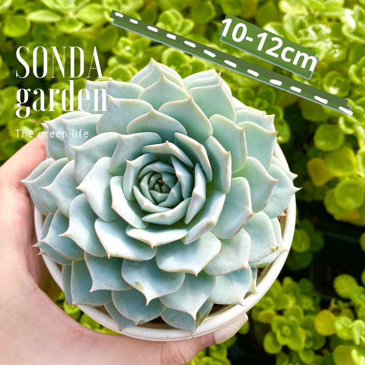 Sen đá ngọc trinh SONDA GARDEN size trung bình 10-12cm, xuất xứ Đà Lạt, khoẻ đẹp, lỗi 1 đổi 1