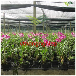 Chậu nhựa trồng lan phi 14-16 cm