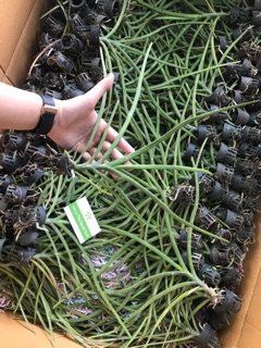Hoa Lan Vanda Kim