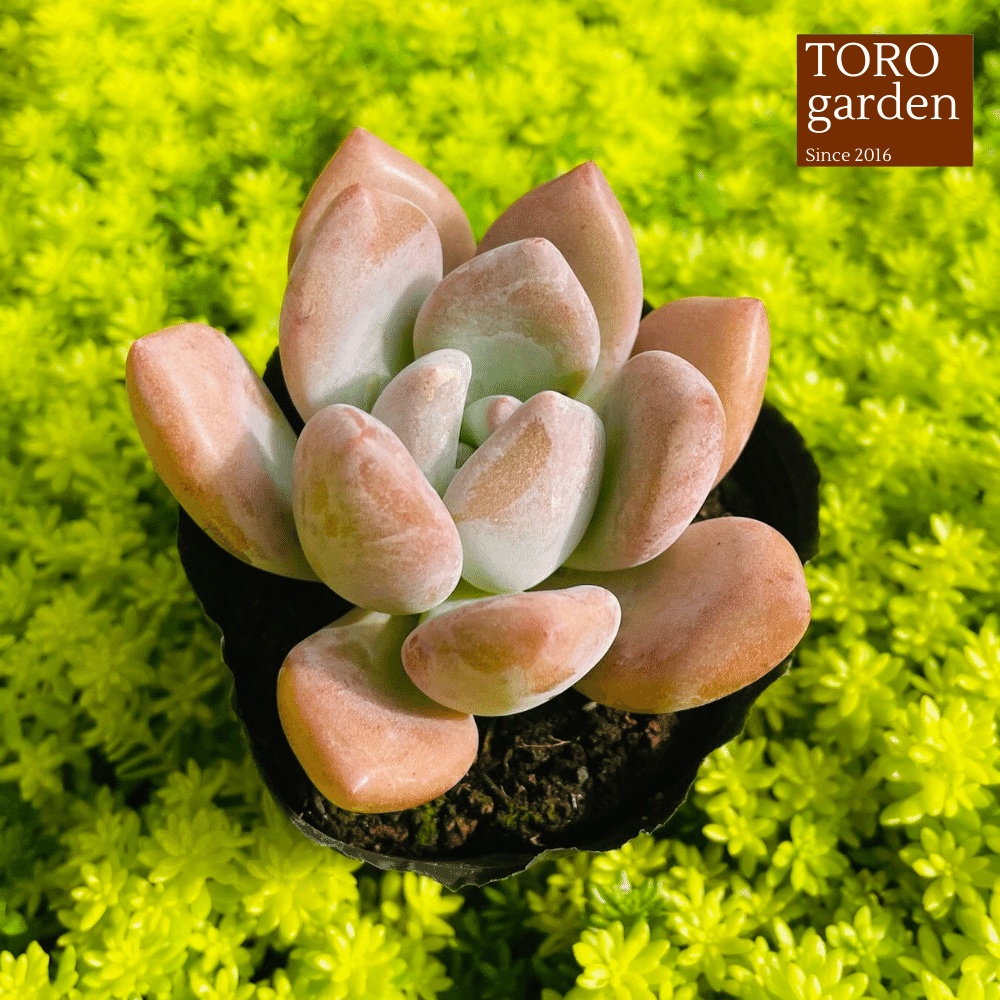 Sen đá sỏi hồng lá dài Đà Lạt size bé cây cảnh trang trí nhà cửa Toro garden