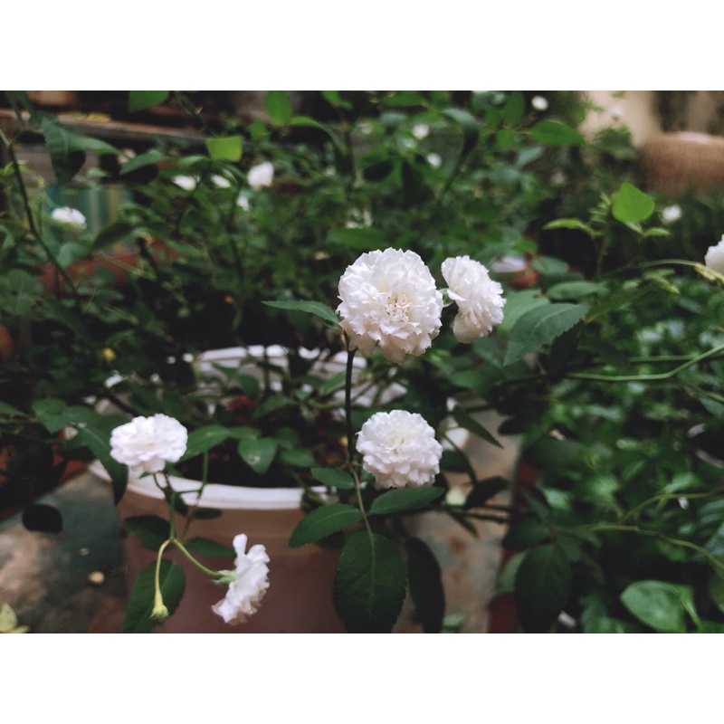 Hoả tốc HN - Cây giống hoa hồng bạch trà thơm siêu nụ
