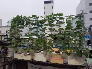 Hạt giống dưa lưới Thái ruột cam