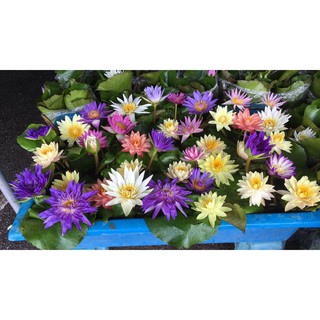 5 cây trưởng thành hoa súng Thái Lan mixx màu