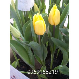 Combo 5 củ tulip 5 màu