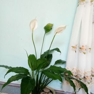 cây lan Ý (môn trắng, cây huệ hoà bình )