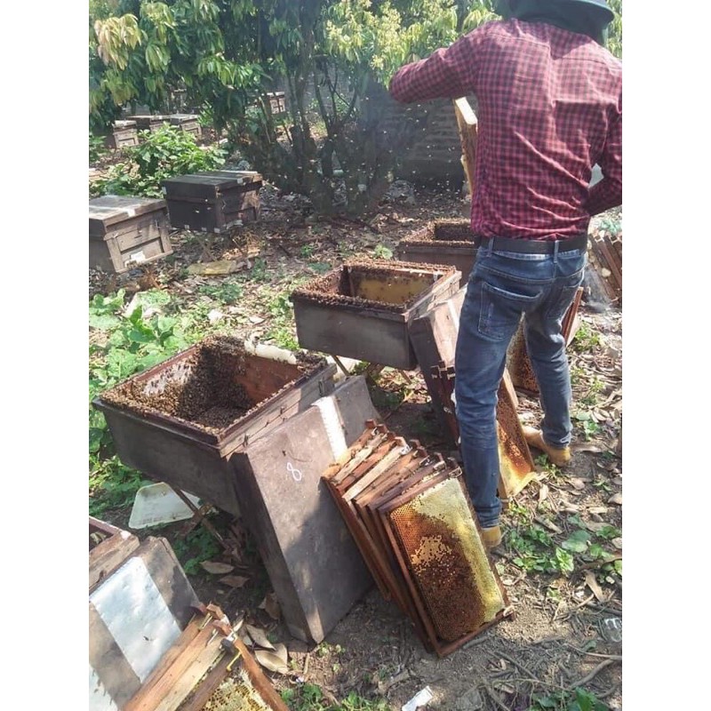1 LÍT MẬT ONG HOA VẢI ĐẦU MÙA CHUẨN LỤC NGẠN BẮC GIANG SÁNH ĐẶC