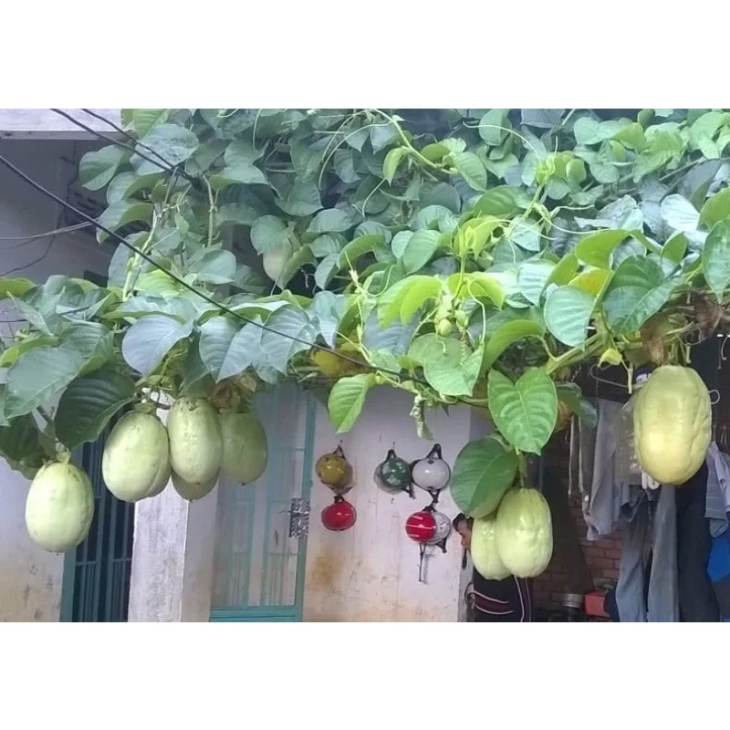 HẠT GIỐNG DƯA TÂY  - 5 hạt/ gói