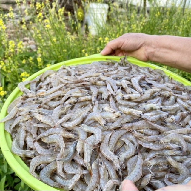 Tôm bạc thiên nhiên đông lạnh Con Tôm Rừng 300g