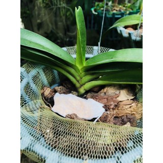 100 Túi lọc đựng phân tan chậm kích thước 5_7cm