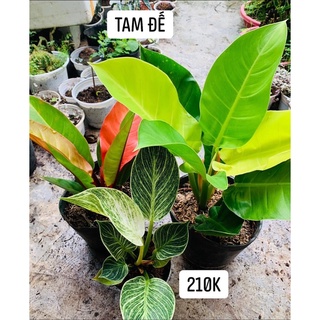 Combo tam đế hoàng kim/ đỏ/ nâu vàng