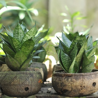 Cây lưỡi mèo xanh lùn trong chậu gáo dừa để bàn