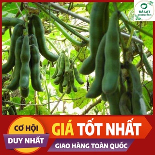 🌵5h_hạt giống đậu me/đậu mèo🌵