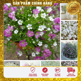 Bộ gói hạt giống Baby mix