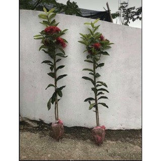 cây mẫu đơn mỹ đỏ 1 thân