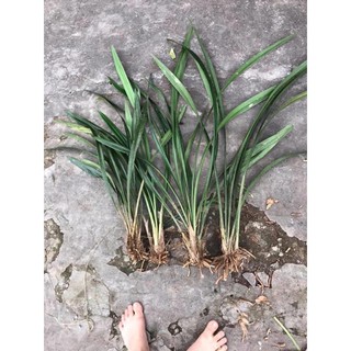 Lan kiếm lá mềm