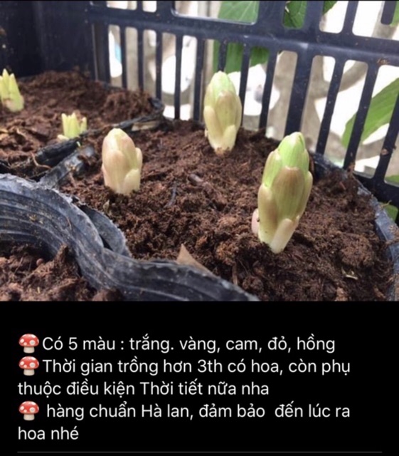 Củ hoa ly kép lùn thơm trồng 30 ngày có hoa