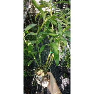 Lan denro xuân sắp nụ đủ màu