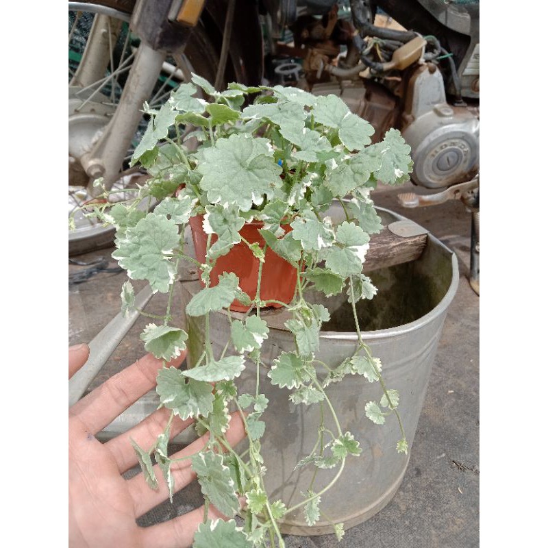 [ LIMITED ] MỘT CHIẾC BEGONNIA VAR ( Vietsub : RAU MÁ CẨM THẠCH ) HƯƠNG THƠM DỄ CHỊU THÍCH HỢP TRANG TRÍ NHÀ, BAN CÔNG 🍀