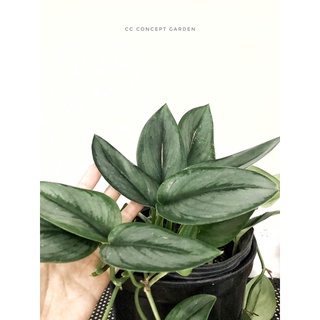 Trầu Bà | Scindapsus Moonlight Silver