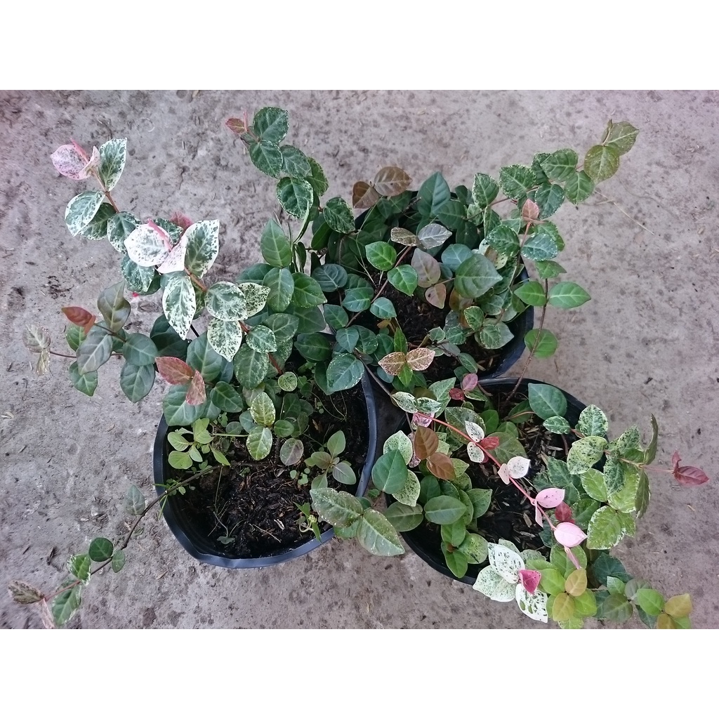 Cây thằn lằn cẩm thạch  - caykiengsadec