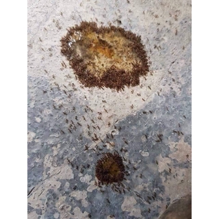 Dụng Dịch Diệt Gián Kiến Sinh Học Hiệu Quả